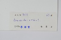 野莧菜藏品圖，第2張