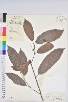 粗毛野桐藏品圖，第1張