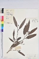 多花五月茶藏品圖，第1張