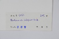 豆腐果藏品圖，第2張