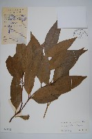 登錄號:S033236藏品圖，第1張