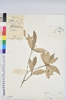 裡白巴豆藏品圖，第1張