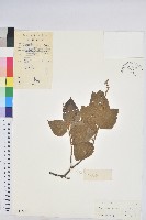 扛香藤藏品圖，第1張