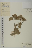 登錄號:S033244藏品圖，第1張