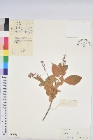 巴豆藏品圖，第1張