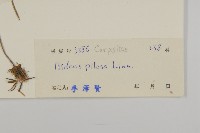 白花鬼針藏品圖，第3張