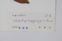 香港鷹爪花藏品圖，第2張