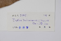 海南線果兜鈴藏品圖，第2張