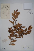 大葉黃楊藏品圖，第1張