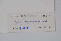 大葉黃楊藏品圖，第2張