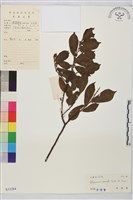 鈍齒鼠李藏品圖，第2張