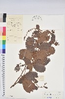 土密藤藏品圖，第1張