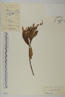 單毛山柳藏品圖，第1張