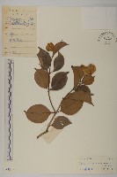 登錄號:S033306藏品圖，第1張