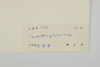 長毛風車子藏品圖，第3張