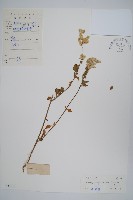 蔓雞冠、絹毛莧藏品圖，第1張