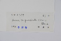 蔓雞冠、絹毛莧藏品圖，第2張