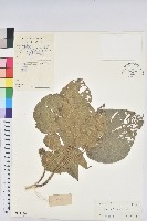 滑桃樹藏品圖，第1張