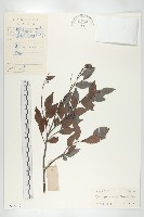 鏡面柿藏品圖，第1張