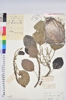 朴樹藏品圖，第1張