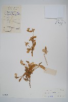 假千日紅藏品圖，第1張