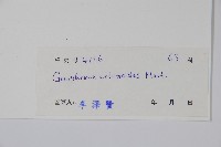 假千日紅藏品圖，第2張