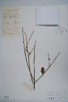 假黃楊藏品圖，第1張