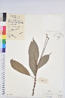 山苦茶、鷓鴣茶藏品圖，第1張