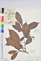 登錄號:S033330藏品圖，第1張