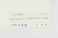 盾苞果藏品圖，第3張