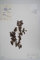 小葉厚殼樹、基及樹藏品圖，第1張