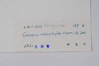 小葉厚殼樹、基及樹藏品圖，第2張