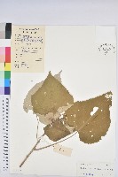 白背葉藏品圖，第1張