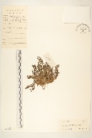 假吐金菊藏品圖，第1張