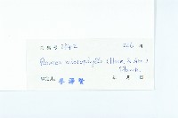 紅葉藤藏品圖，第3張