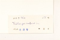 長柄菊藏品圖，第3張