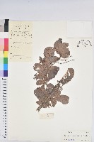 方葉五月茶藏品圖，第1張