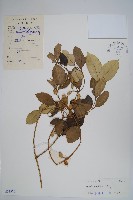 串珠子藏品圖，第1張