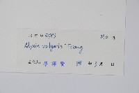 串珠子藏品圖，第2張