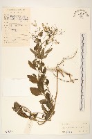 一枝香藏品圖，第1張