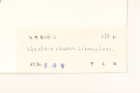 一枝香藏品圖，第3張