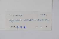 柳葉水蓑衣藏品圖，第2張