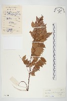 紅葉藤藏品圖，第1張