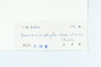 紅葉藤藏品圖，第3張