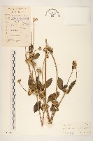 金腰箭藏品圖，第1張