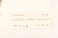 金腰箭藏品圖，第3張