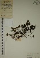 酢漿草藏品圖，第1張