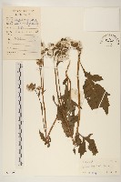 野茼蒿藏品圖，第1張