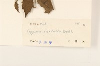 野茼蒿藏品圖，第3張