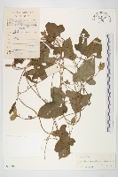 豬菜藤藏品圖，第1張